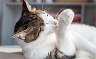 猫咪为什么总是舔爪子呢