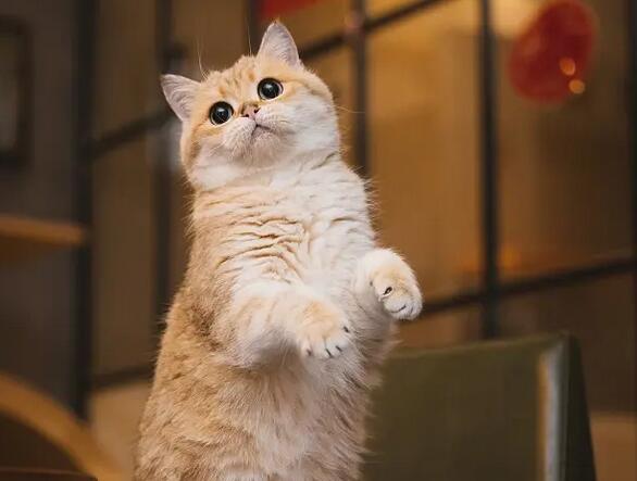 猫咪的化毛膏究竟是什么东西 