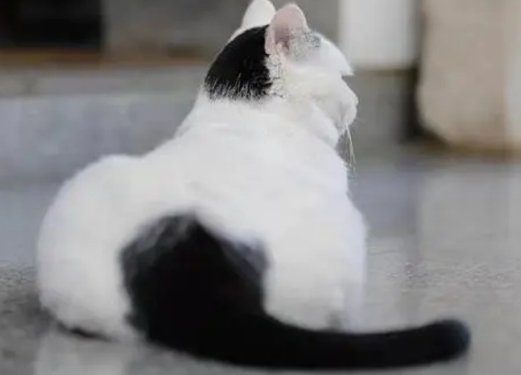 雪里拖枪乌踏拖枪挂印猫有什么说法
