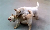 下司犬打架怎么样啊