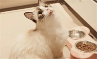 猫咪为什么食量这么高呢