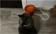 猫咪为什么怕可乐瓶