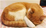 猫咪为什么喜欢蜷缩着腿呢
