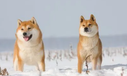 北海道犬介绍！