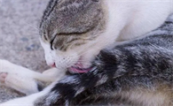 猫咪为什么自己咬自己尾巴呢