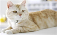 怎样确定猫咪有没有怀孕呢