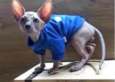 比鲁斯猫的价格是多少啊 比鲁斯猫的价格是多少啊