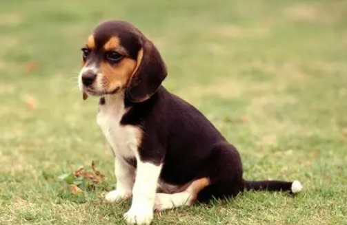 比格犬的性格怎么样好不好呢 比格犬的性格怎么样好不好呢