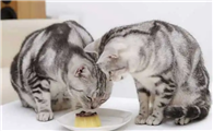 猫咪为什么会有怀孕的表现呢