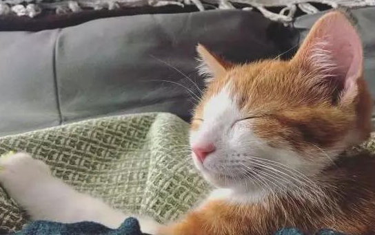 男子暂时收养流浪橘猫，不料橘猫成功讨好家里猫狗：留下它