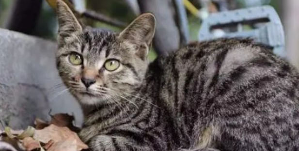 猛兽危险！“石虎”现身广东，外貌像极家猫，常被人误当猫咪饲养
