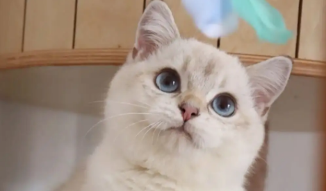 金点猫为什么不能买 金点猫为什么不能买
