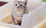 猫咪为什么会不拉屎拉尿的原因
