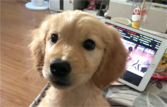 如何让金毛犬多吃狗粮呢 如何让金毛犬多吃狗粮呢