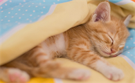 为什么小猫咪睡觉会动呢