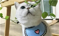 猫可以喝羊奶不？