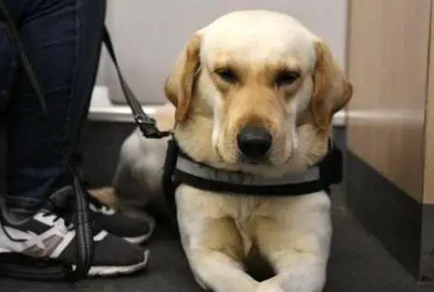 导盲犬就是视障人士的眼睛，你愿意接纳导盲犬吗？