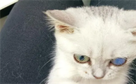 猫咪为什么的瞳孔不好看啊