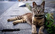 猫咪为什么会在门外等主人回家