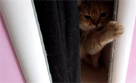 猫咪为什么藏在衣柜里面