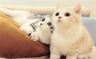 猫咪为什么跑到墙上睡觉呢