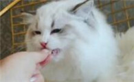 为什么家养猫咪容易生病的原因