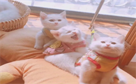 为什么猫咪会攻击别人呢怎么回事