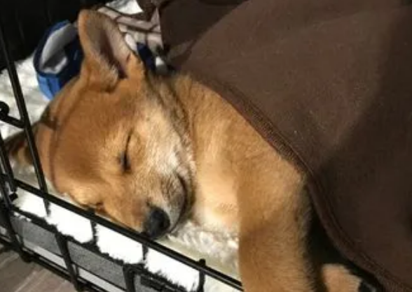 柴犬感冒咳嗽怎么治疗 柴犬感冒咳嗽怎么治疗