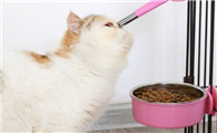 猫为什么抢水壶喝啊