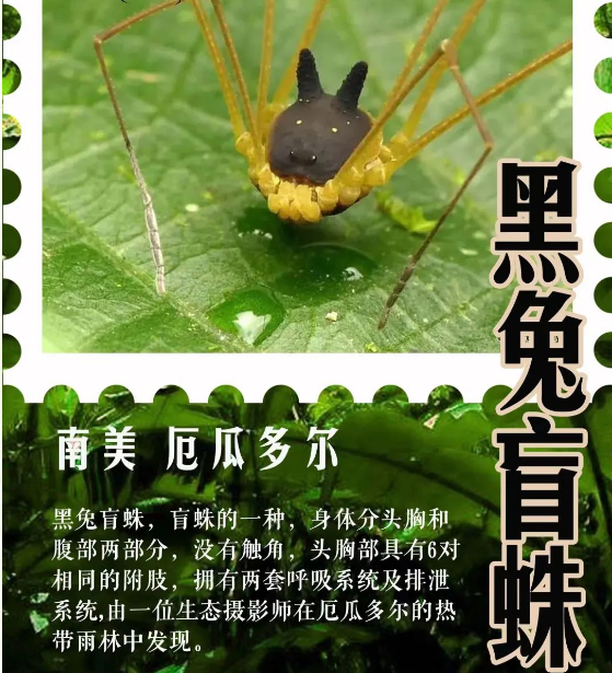 生科冷知识 | 竟然有长着兔子耳朵的盲蛛？
