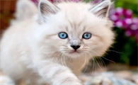 猫咪为什么喜欢舔地漏呢