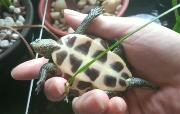 花草杂龟-中华草龟与中华花龟的完美结合