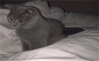 猫咪眼睛会红为什么呢