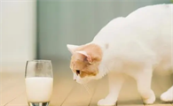 为什么猫咪吃不了牛奶啊