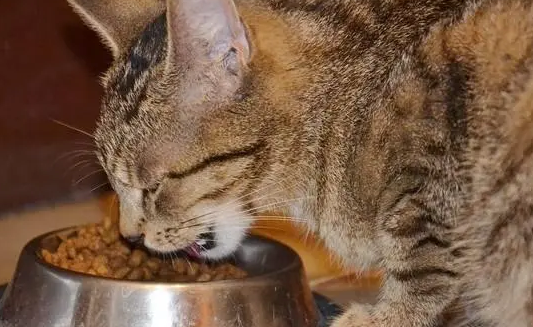 奥兹宠物食品怎么样啊? 奥兹宠物食品怎么样啊?