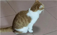 为什么猫咪爱蹲着啊