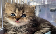 猫咪为什么喜欢在窗帘后面