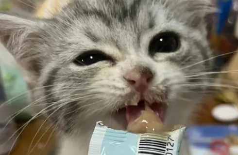 悦天有派猫条:一种优质的猫咪零食,喂食时的注意事项 悦天有派猫条:一种优质的猫咪零食,喂食时的注意事项