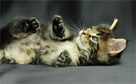猫咪为什么会晚上发烧白天不烧
