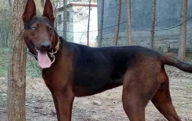 红犬饮食指南——营养均衡，喂养需谨慎！