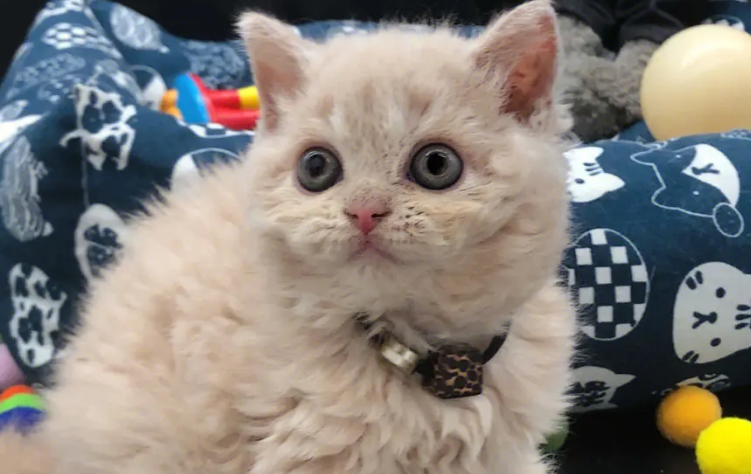 塞尔凯克卷毛猫好养吗