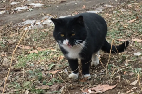 云盖雪猫聪明吗