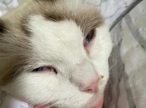 布偶猫发烧了测量体温有41度怎么办 布偶猫发烧了测量体温有41度怎么办