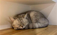 猫为什么躲着我睡觉