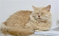 猫咪为什么不抓东西睡觉的原因
