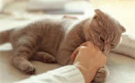 猫咪为什么那么粘主人呢怎么回事