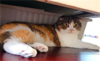 搬新家猫会怎么样啊