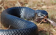 靛青蛇是有多威猛？
