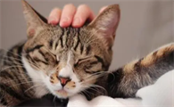 猫咪天冷为什么特别粘人呢