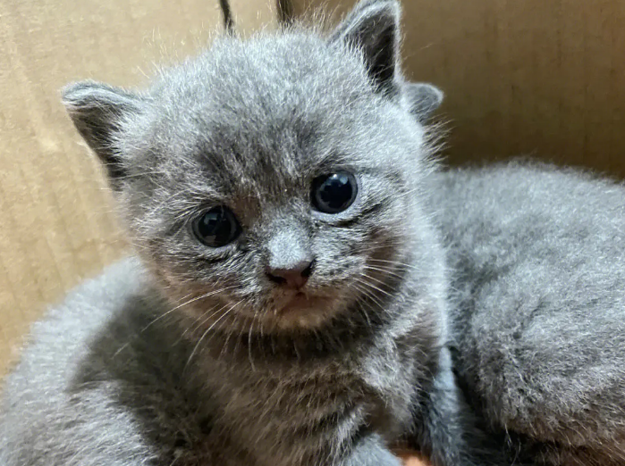 蓝猫是英国短毛猫吗？